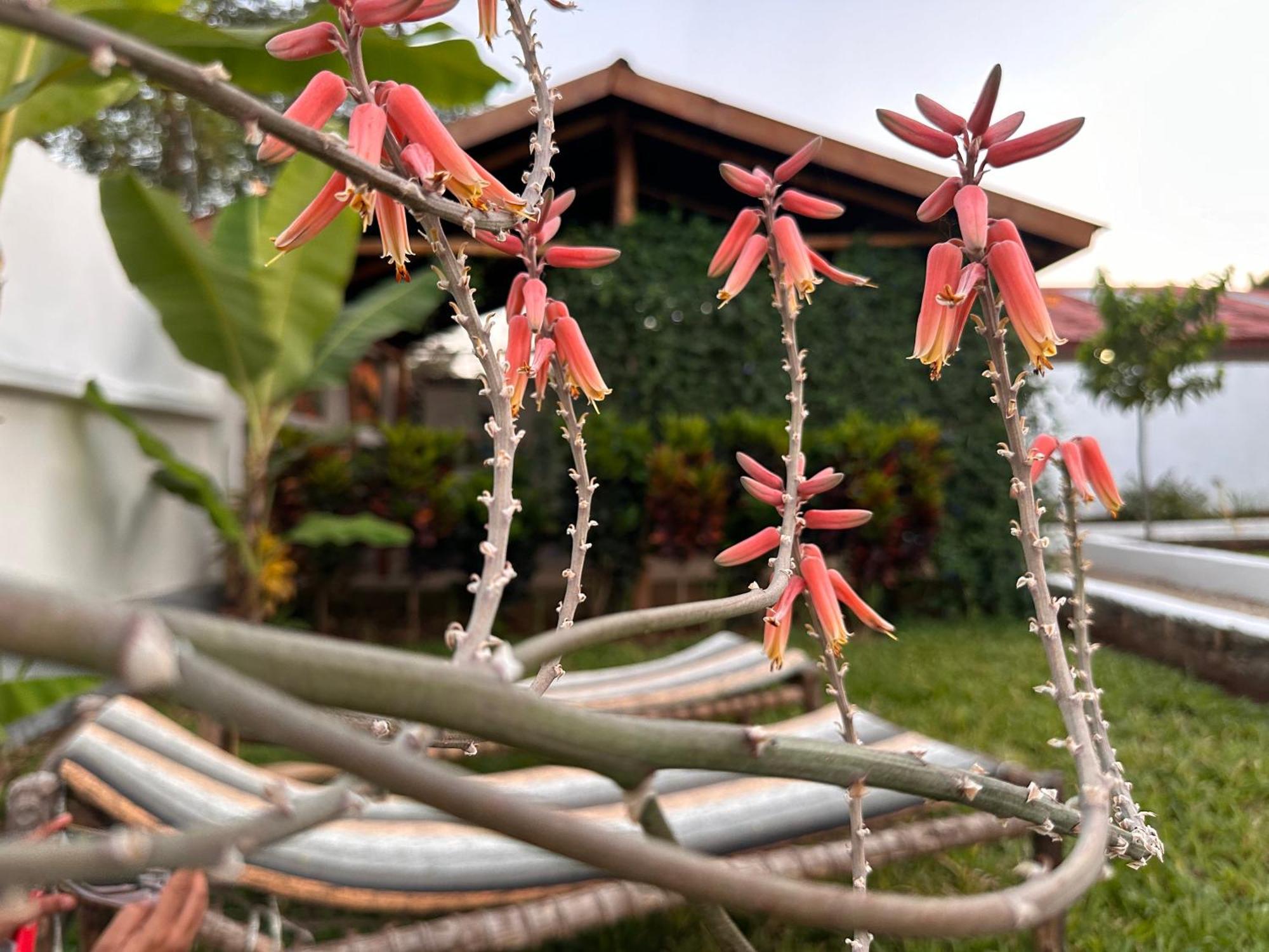 Garden Pearls Hotel Nungwi Ngoại thất bức ảnh